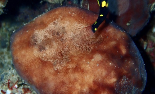 Petrosia capsa
