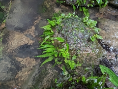 Leptochilus pteropus