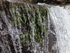 Leptochilus pteropus