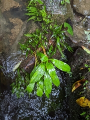 Goodyera procera
