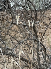 Calochortus plummerae
