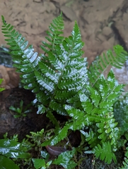 Bolbitis laxireticulata