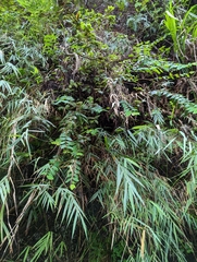 Hypericum formosanum