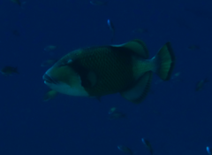 Balistoides viridescens