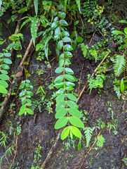 Hypericum formosanum