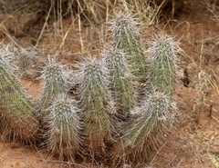 Echinocereus engelmannii fasciculatus