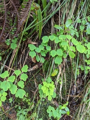 Thalictrum urbainii