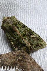 Ichneutica plena