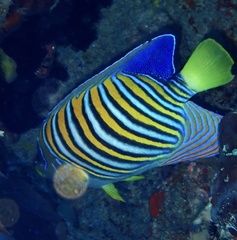 Pygoplites diacanthus