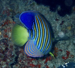 Pygoplites diacanthus