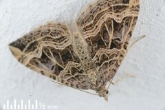 Xanthorhoe semifissata