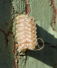 Empusa fasciata