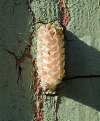 Empusa fasciata