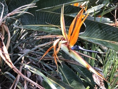 Strelitzia reginae reginae