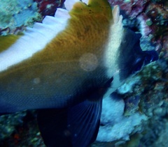 Heniochus varius
