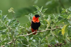 Euplectes franciscanus