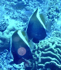 Heniochus varius