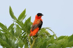 Euplectes franciscanus