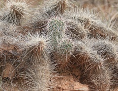 Echinocereus engelmannii fasciculatus
