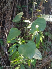 Pericampylus glaucus