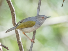 Camaroptera brachyura