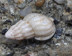 Tritia incrassata