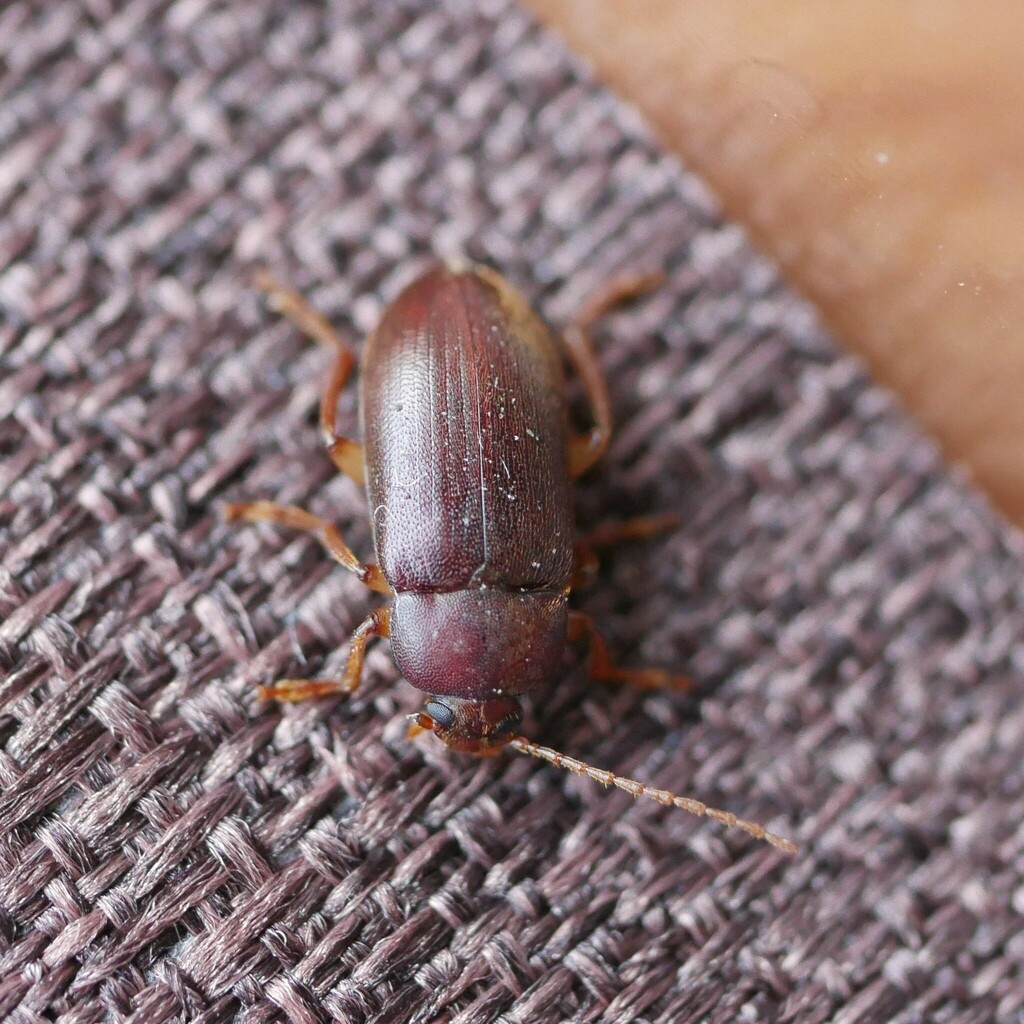 Barycistela