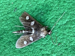 Desmia funeralis