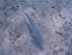 Parupeneus barberinus