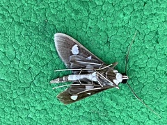 Desmia funeralis