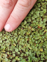 Hydrocotyle moschata