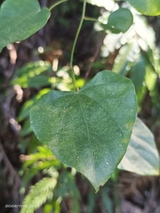 Pericampylus glaucus