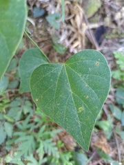 Pericampylus glaucus