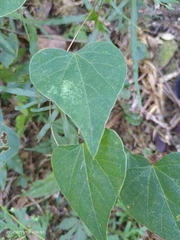 Pericampylus glaucus