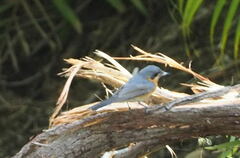 Symposiachrus trivirgatus