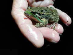 Discoglossus galganoi