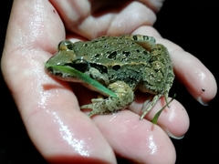 Discoglossus galganoi