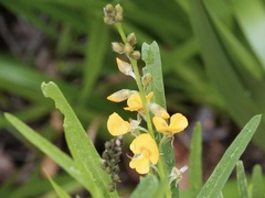Callistachys lanceolata