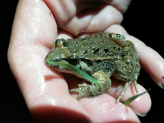 Discoglossus galganoi