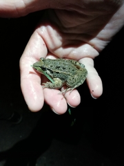 Discoglossus galganoi