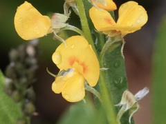Callistachys lanceolata