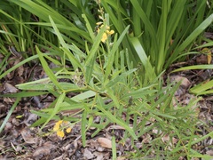 Callistachys lanceolata