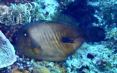 Amanses scopas