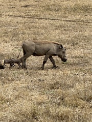 Phacochoerus africanus massaicus