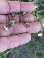 Erigeron primulifolius