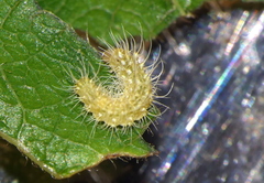 Xyroptila oenophanes