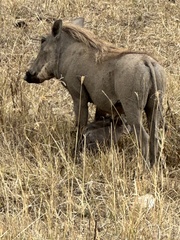 Phacochoerus africanus massaicus