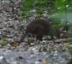 Thylogale stigmatica