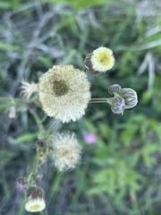 Erigeron primulifolius