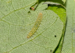 Xyroptila oenophanes